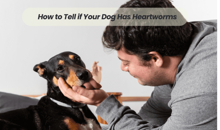 Spotting the Signs: How to Tell if Your Dog Has Heartworms