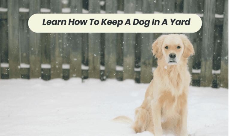 Learn How To Keep A Dog In A Yard