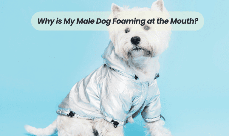 Understanding the Causes: Why is My Male Dog Foaming at the Mouth?