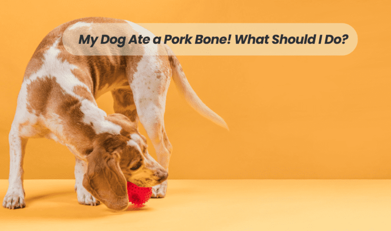 Oops! My Dog Ate a Pork Bone! What Should I Do?