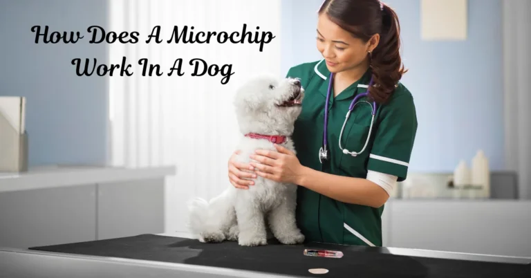 How Does A Microchip Work In A Dog