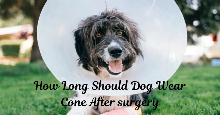 How Long Should Dog Wear Cone After Surgery