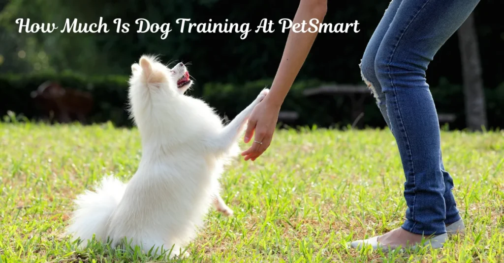 How Much Is Dog Training At PetSmart