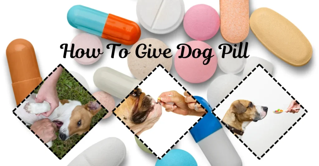 How To Give Dog Pill