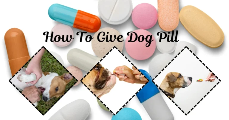 How To Give Dog Pill