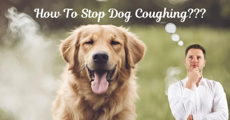 How To Stop Dog Coughing