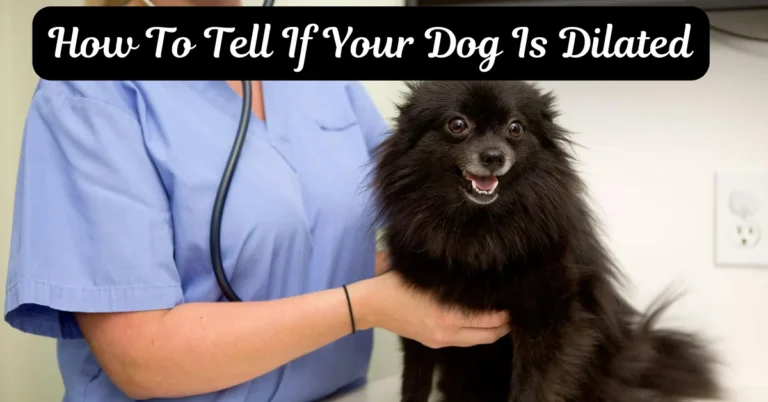 How To Tell If Your Dog Is Dilated