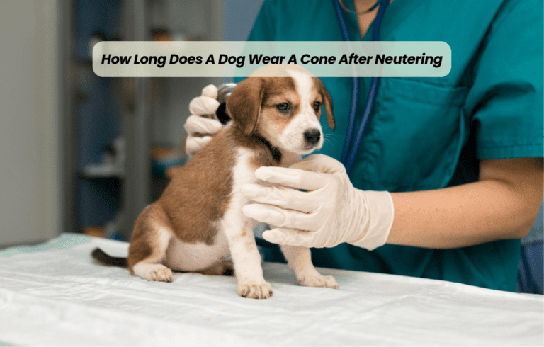 How Long Does A Dog Wear A Cone After Neutering