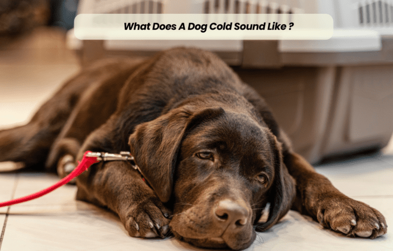 What Does A Dog Cold Sound Like ?