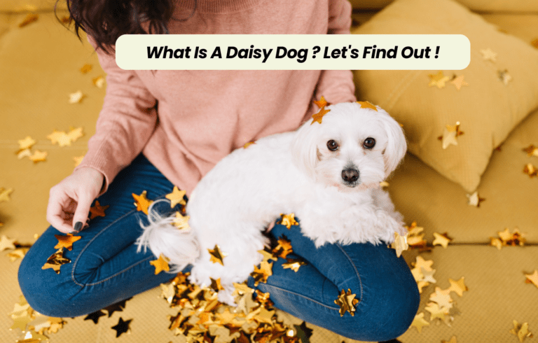 What Is A Daisy Dog ? Let's Find Out !