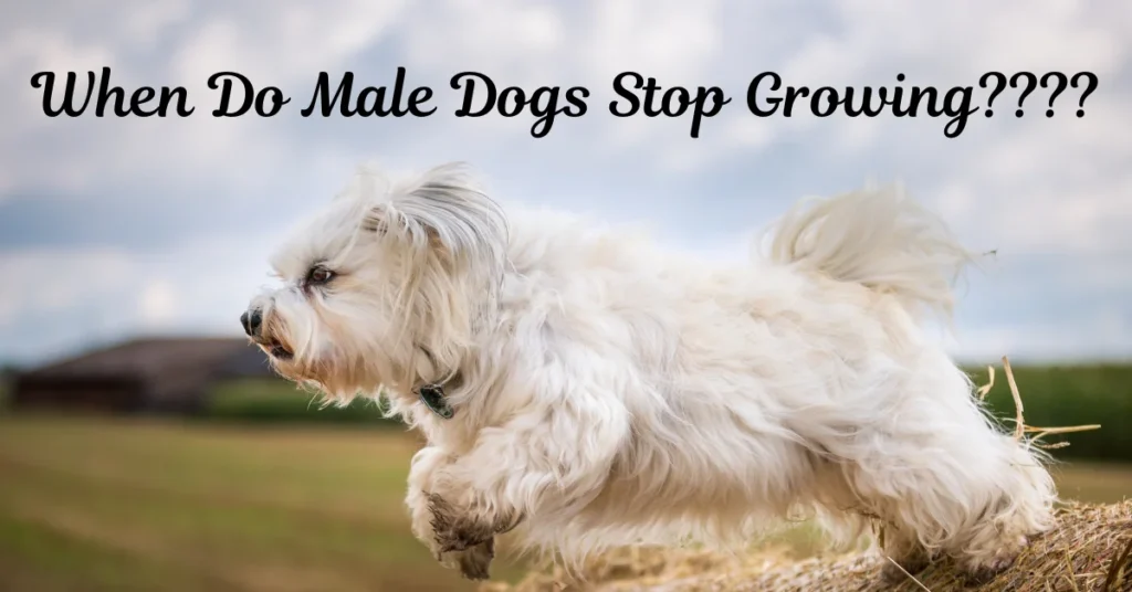 When Do Male Dogs Stop Growing