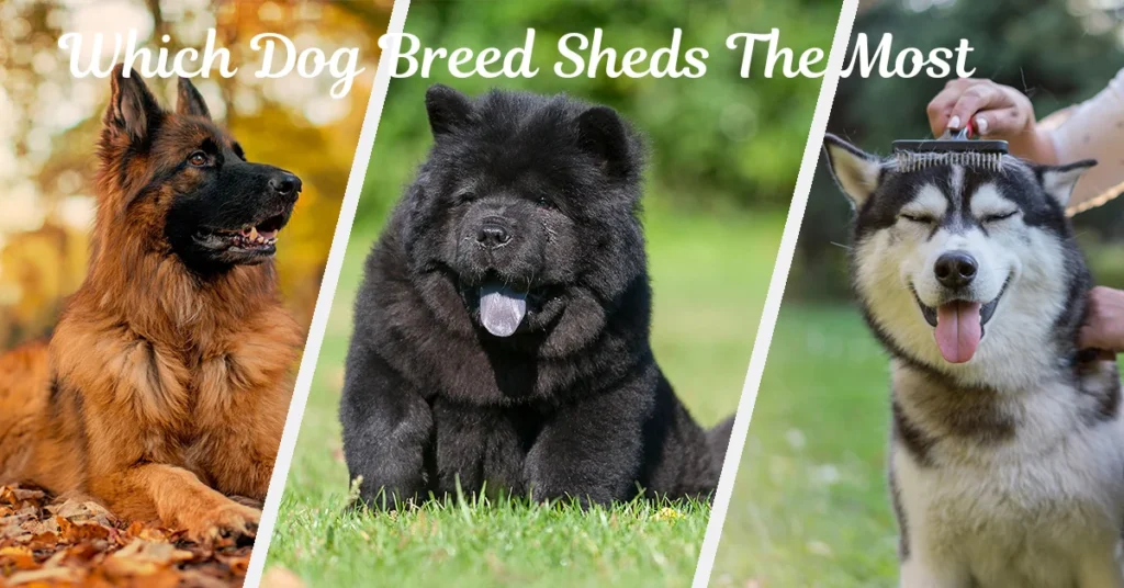 Which Dog Breed Sheds The Most