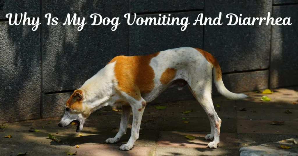 Why Is My Dog Vomiting And Diarrhea