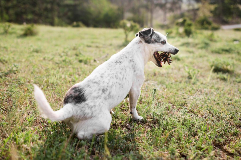 Why Do Dogs Bark at Night?