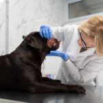 What's Behind Blood in Your Dog's Stool?