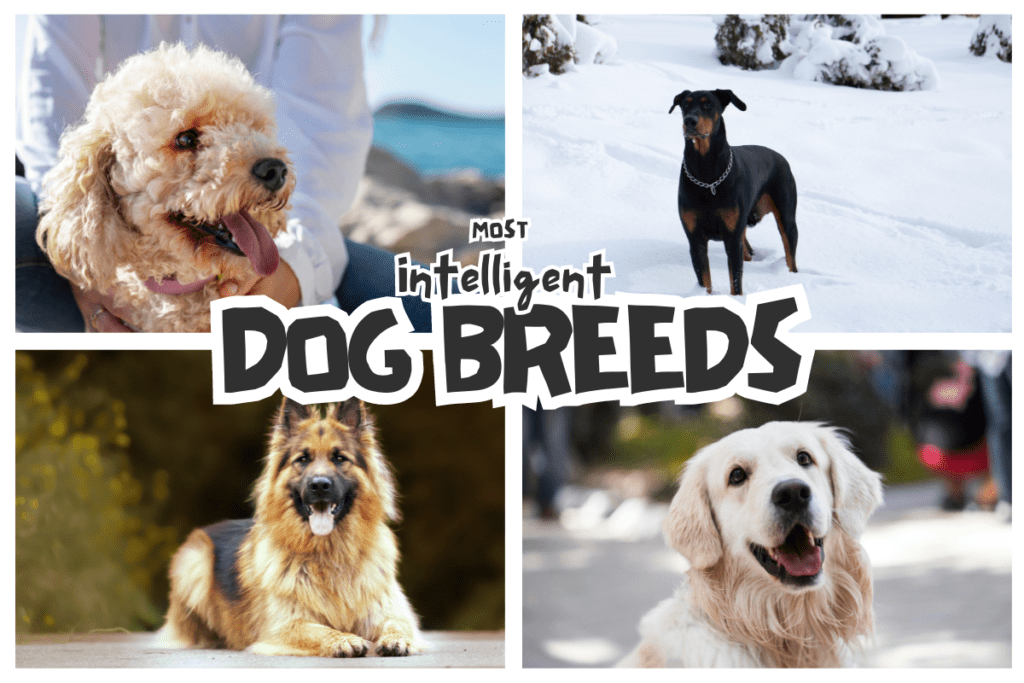 Most Intelligent Dog Breeds