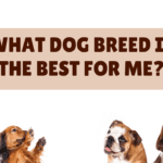 What Dog Breed is the Best for Me?