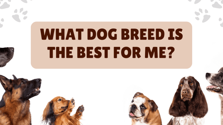 What Dog Breed is the Best for Me?