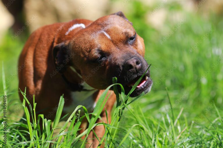 dog eating grass