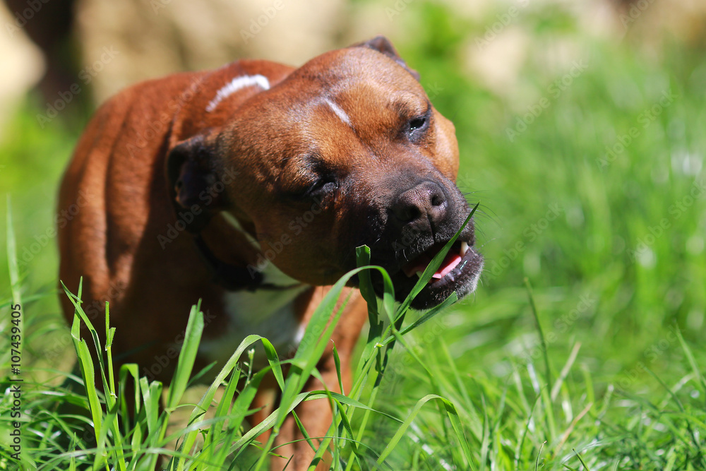 dog eating grass