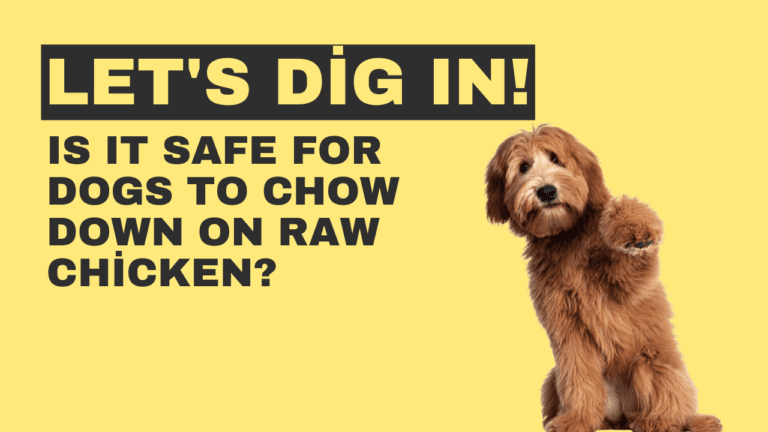 Is It Safe for Dogs to Chow Down on Raw Chicken? Let's Dig In!