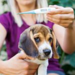 What to Do If Your Dog Has a Fever