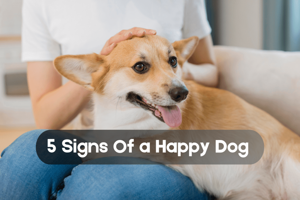 5 Signs Of a Happy Dog