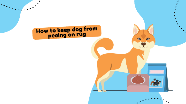 How to keep dog from peeing on rug