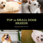 Top 10 Small Dogs Breeds | Simple Guide to Select a Small Dog