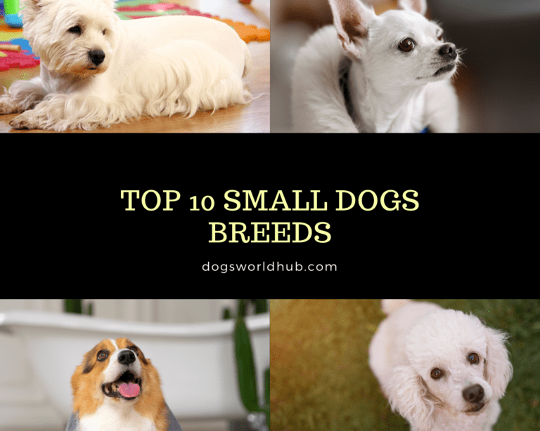 Top 10 Small Dogs Breeds | Simple Guide to Select a Small Dog