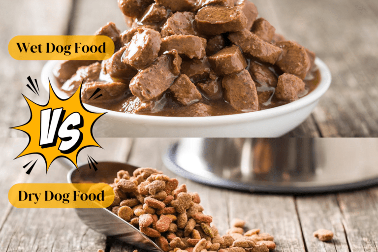 wet dog food versus dry dog food